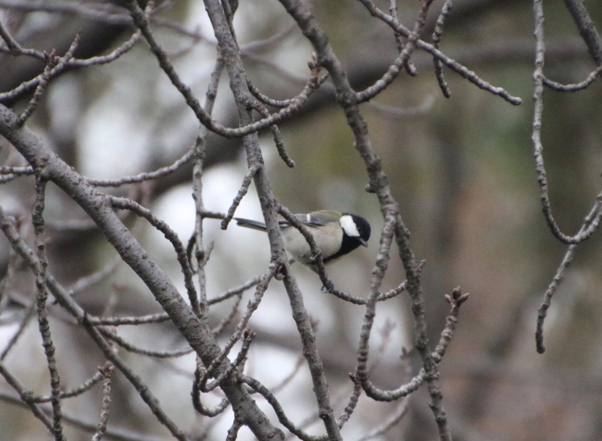 Photo of Japanese Tit at 山田池公園 by Mariko N