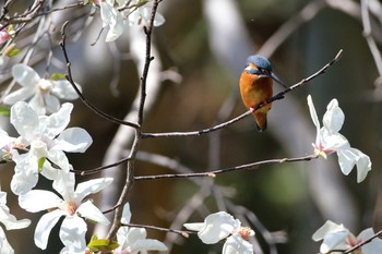 カワセミ 愛知県 知多半島 2020年3月23日(月)