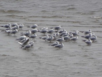 2020年3月22日(日) 六郷橋緑地の野鳥観察記録