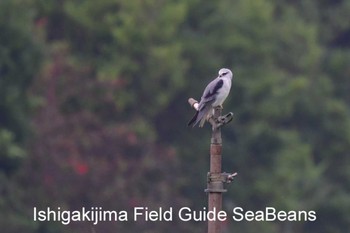 カタグロトビ 石垣島 2020年3月23日(月)