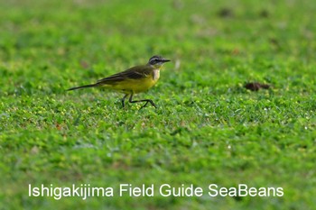 Eastern Yellow Wagtail(simillima) Ishigaki Island Mon, 3/23/2020