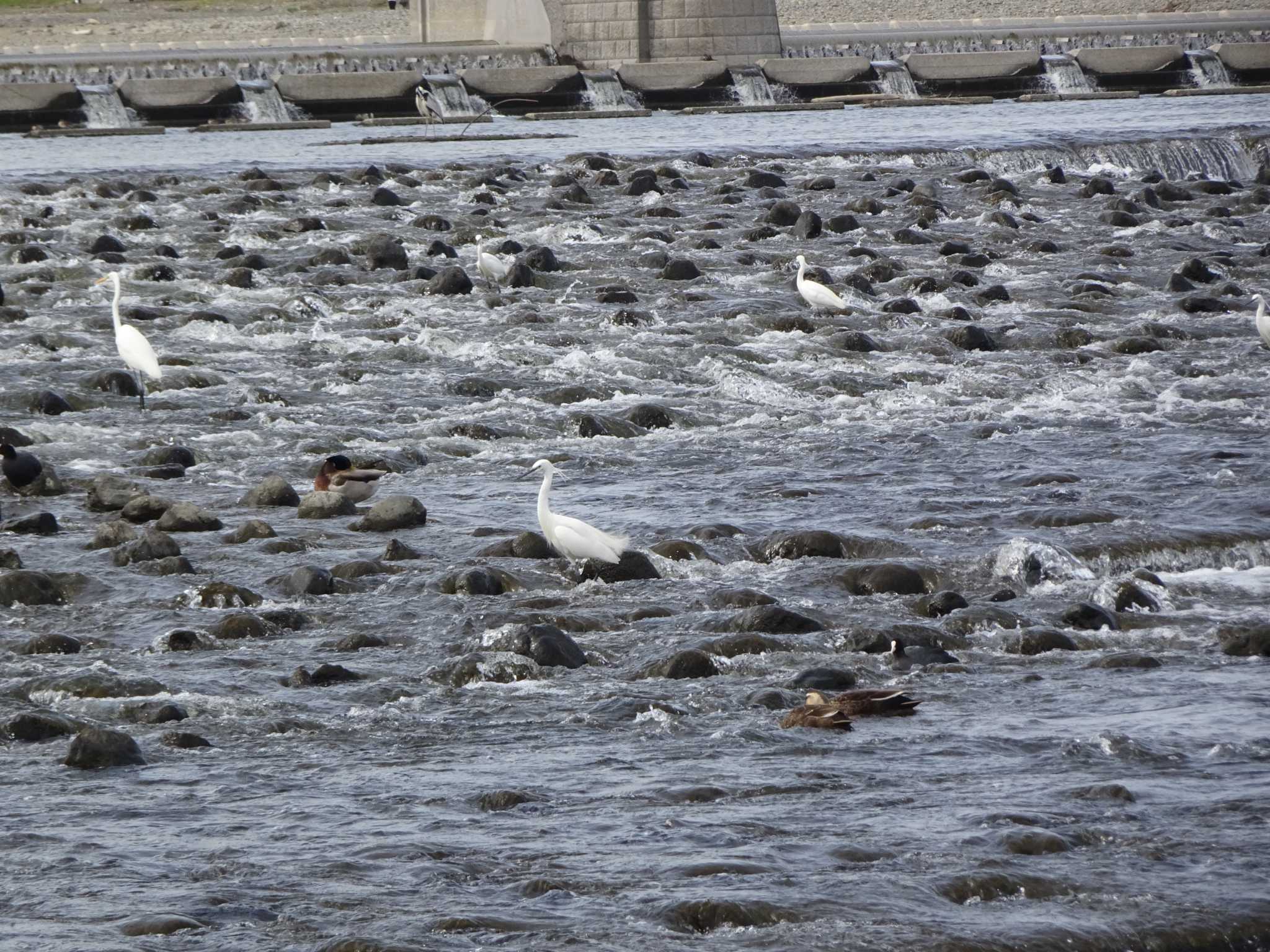 多摩川二ヶ領宿河原堰 コサギの写真 by Kozakuraband