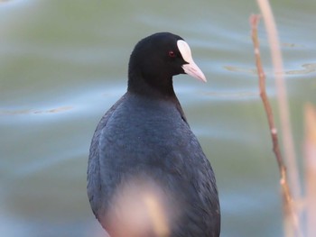 Eurasian Coot 枚方市 Mon, 3/23/2020