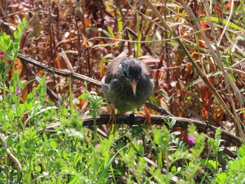 White-cheeked Starling 枚方市 Mon, 3/23/2020