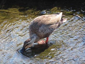 Eastern Spot-billed Duck 枚方市 Mon, 3/23/2020