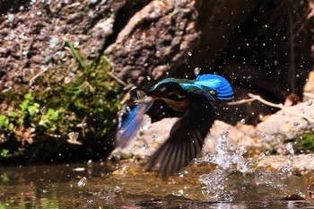 Common Kingfisher 愛知県 知多半島 Mon, 3/23/2020