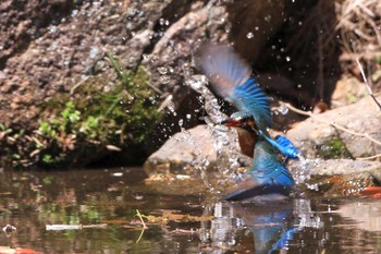 Common Kingfisher 愛知県 知多半島 Mon, 3/23/2020