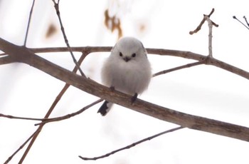 Long-tailed tit(japonicus) Asahiyama Memorial Park Thu, 4/30/2020