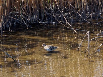 Common Snipe 境川遊水地公園 Tue, 3/24/2020