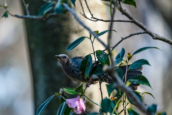 Brown-eared Bulbul 石川県白山市 Mon, 3/23/2020