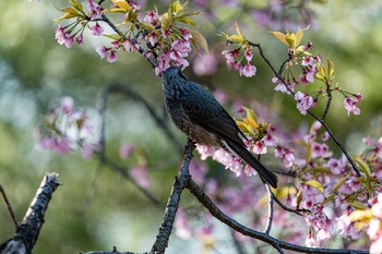 Brown-eared Bulbul 石川県白山市 Mon, 3/23/2020