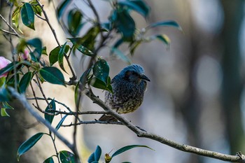 Brown-eared Bulbul 石川県白山市 Mon, 3/23/2020