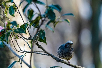 Brown-eared Bulbul 石川県白山市 Mon, 3/23/2020