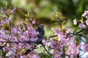 Brown-eared Bulbul 石川県白山市 Mon, 3/23/2020