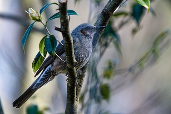 Brown-eared Bulbul 石川県白山市 Mon, 3/23/2020