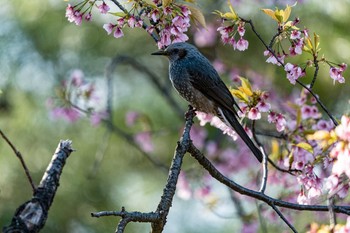 Brown-eared Bulbul 石川県白山市 Mon, 3/23/2020