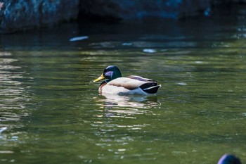 マガモ 石川県白山市 2020年3月23日(月)