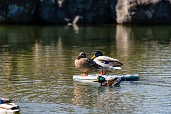 Mallard 石川県白山市 Mon, 3/23/2020