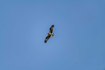 Eurasian Goshawk 石川県白山市 Mon, 3/23/2020