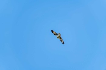 Eurasian Goshawk 石川県白山市 Mon, 3/23/2020