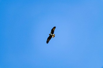 Eurasian Goshawk 石川県白山市 Mon, 3/23/2020