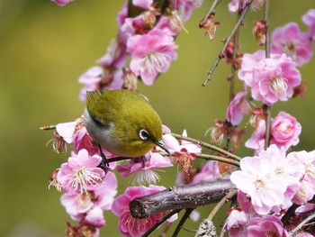 メジロ 愛知県 2020年3月5日(木)