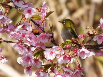 メジロ 愛知県 2020年2月29日(土)