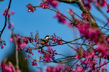 Varied Tit 石川県白山市 Mon, 3/23/2020