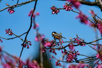 Varied Tit 石川県白山市 Mon, 3/23/2020