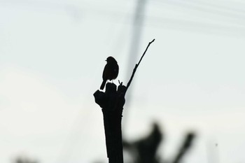 2020年3月24日(火) 西宮港の野鳥観察記録