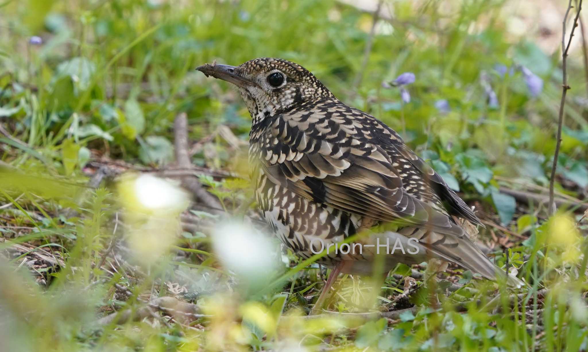 SONY α9Ⅱ + FE200-600mm + 1.4倍　クロップ 1260mmで撮影 by Orion-HAS