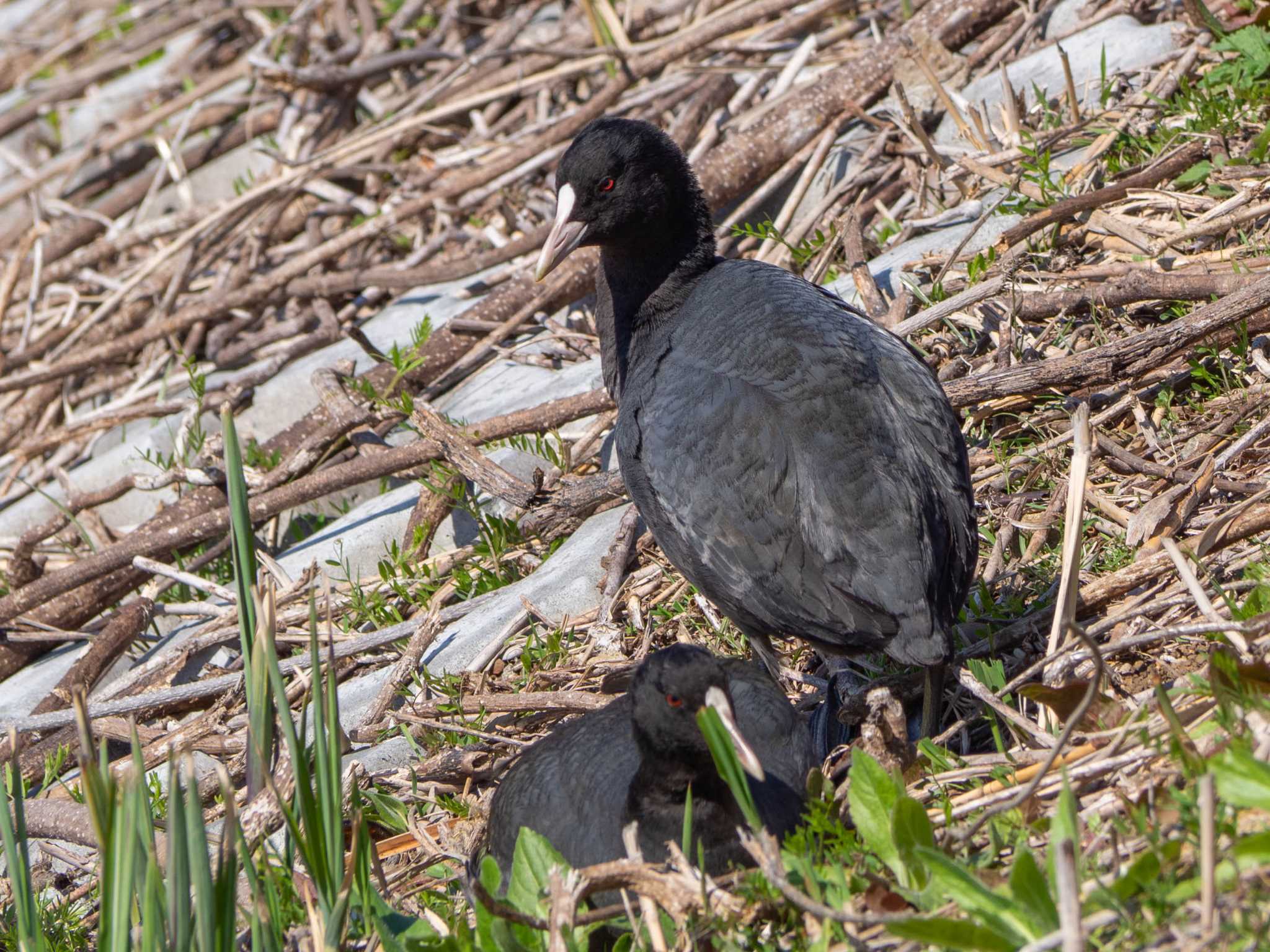 Photo of Eurasian Coot at 境川遊水地公園 by Tosh@Bird