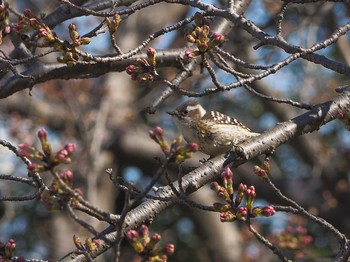 Japanese Pygmy Woodpecker 大庭城址公園 Tue, 3/24/2020