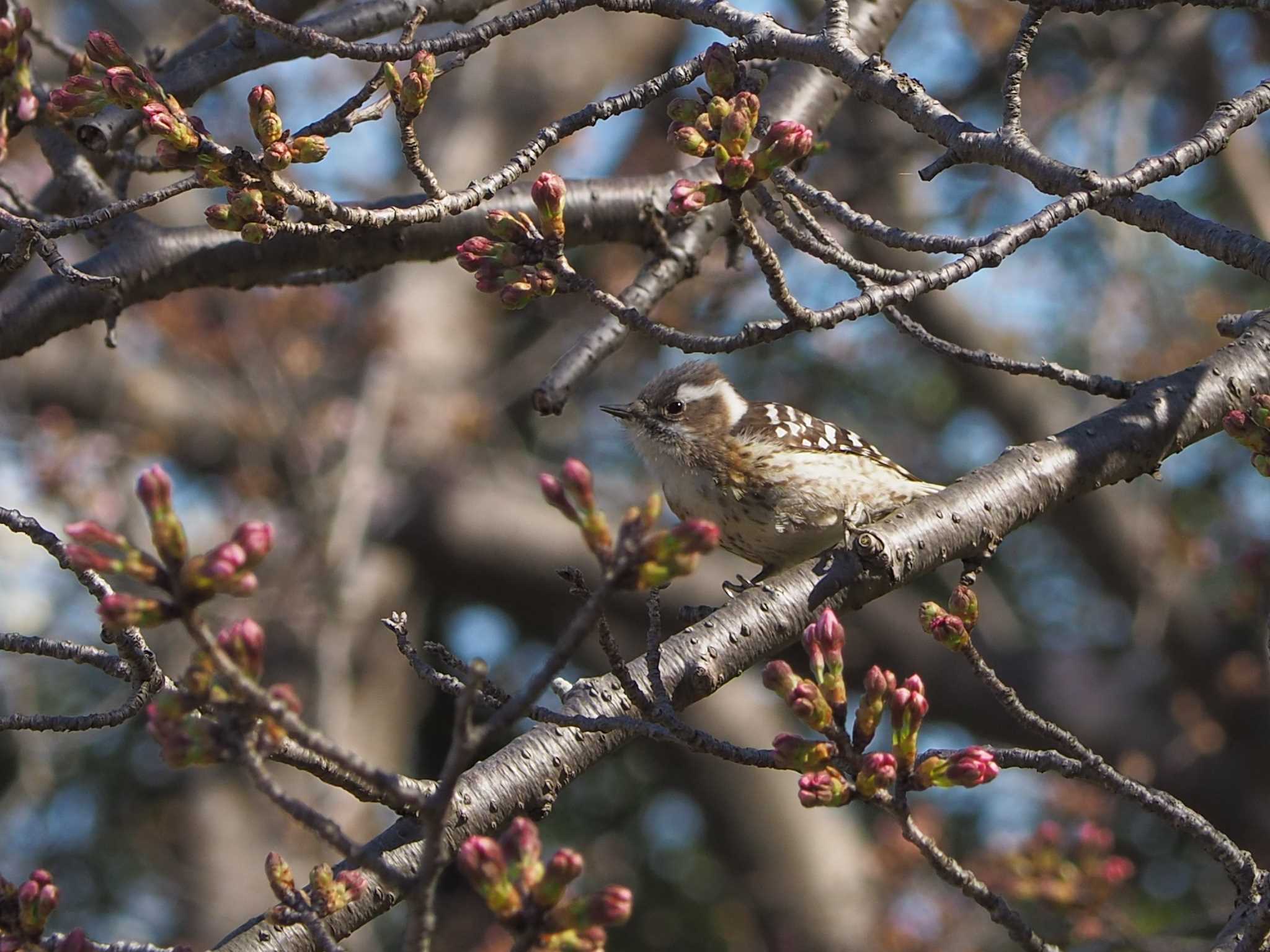 大庭城址公園 コゲラの写真 by Tosh@Bird