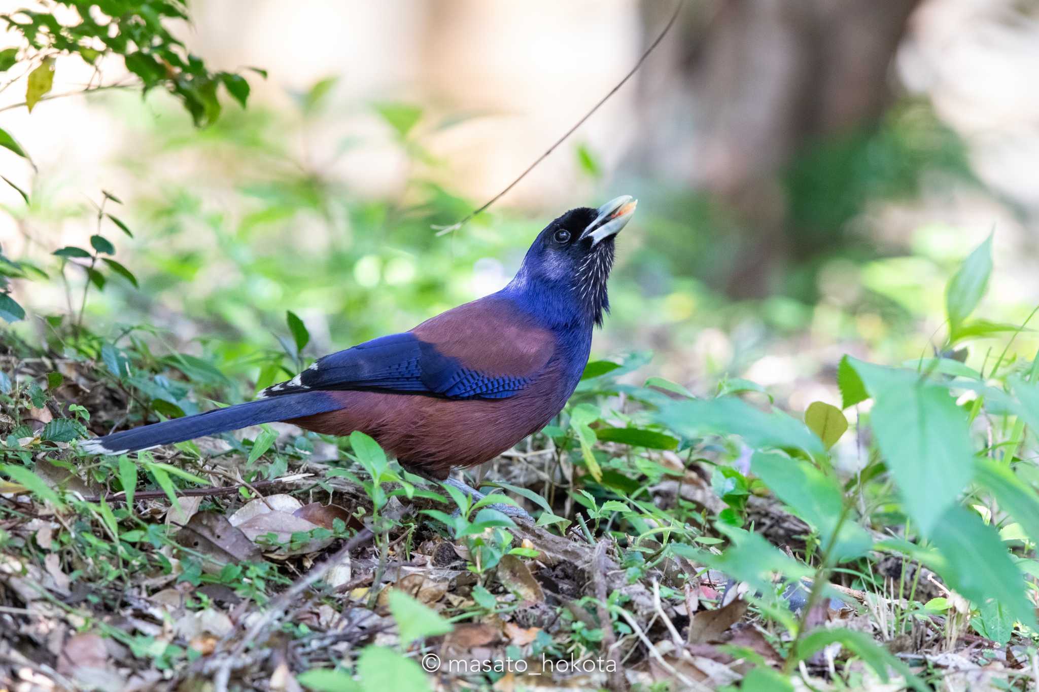 Photo of Lidth's Jay at Amami Nature Observation Forest by Trio