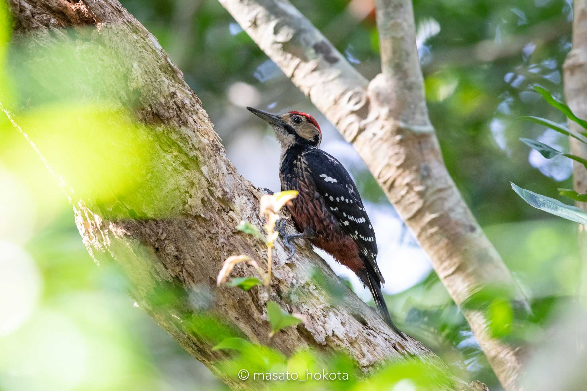 White-backed Woodpecker(owstoni)