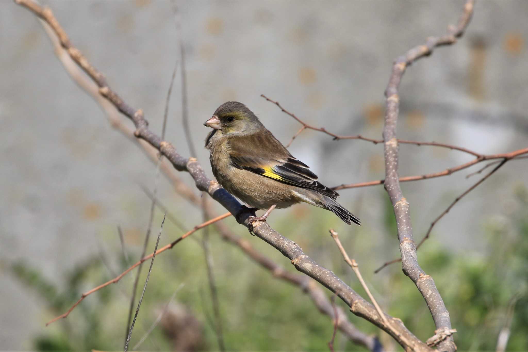 Photo of Grey-capped Greenfinch at 中里公園(寒川町) by ゆず大好き