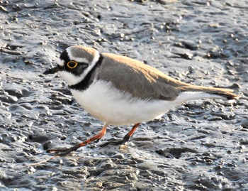 2020年3月24日(火) 大沼親水公園の野鳥観察記録