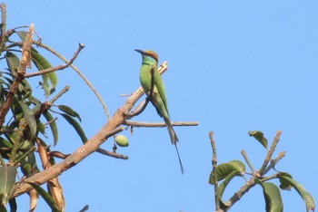 Asian Green Bee-eater タイ　パタヤ Tue, 3/24/2020