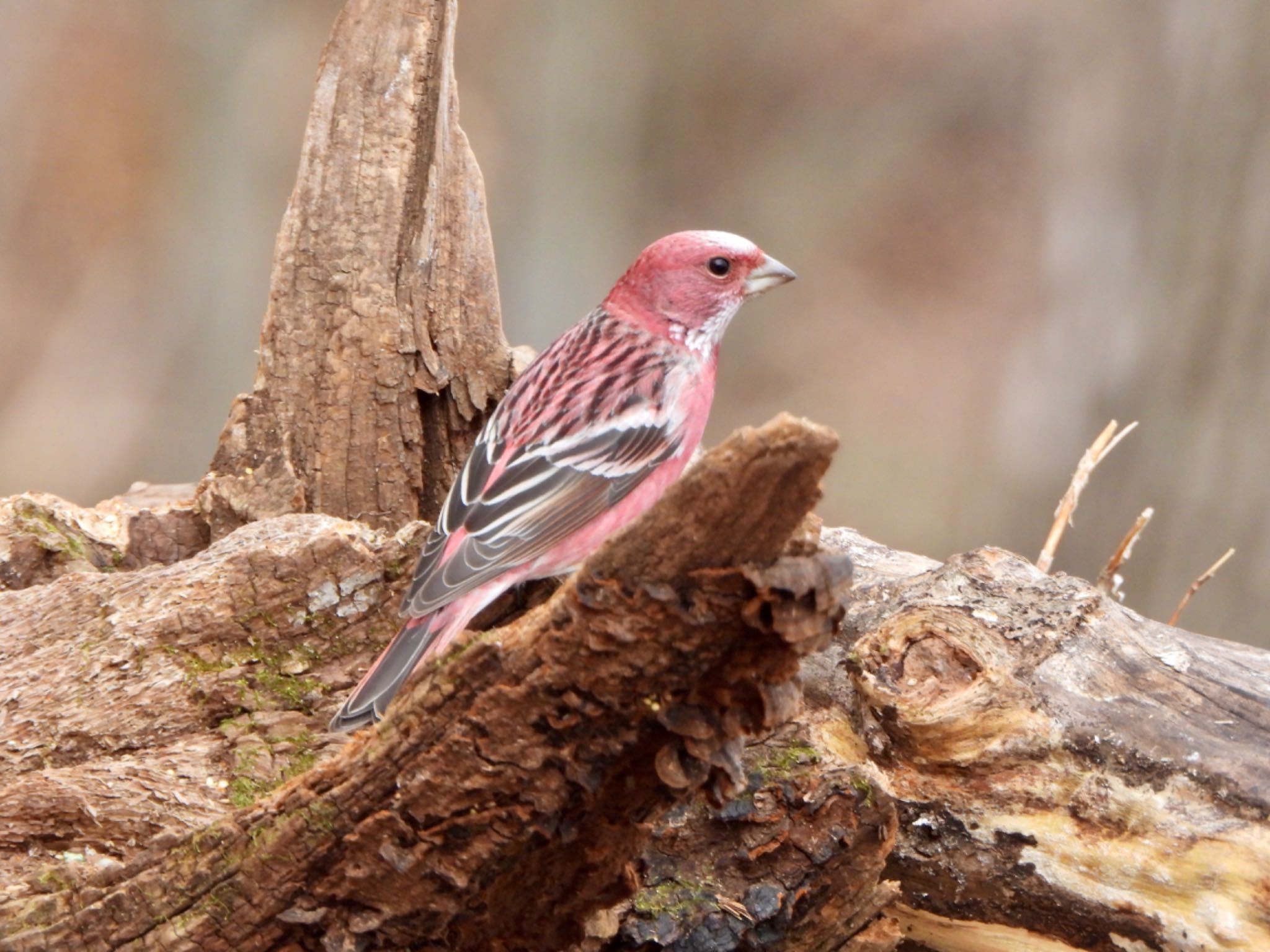 Photo of Pallas's Rosefinch at Saitama Prefecture Forest Park by なおんなおん