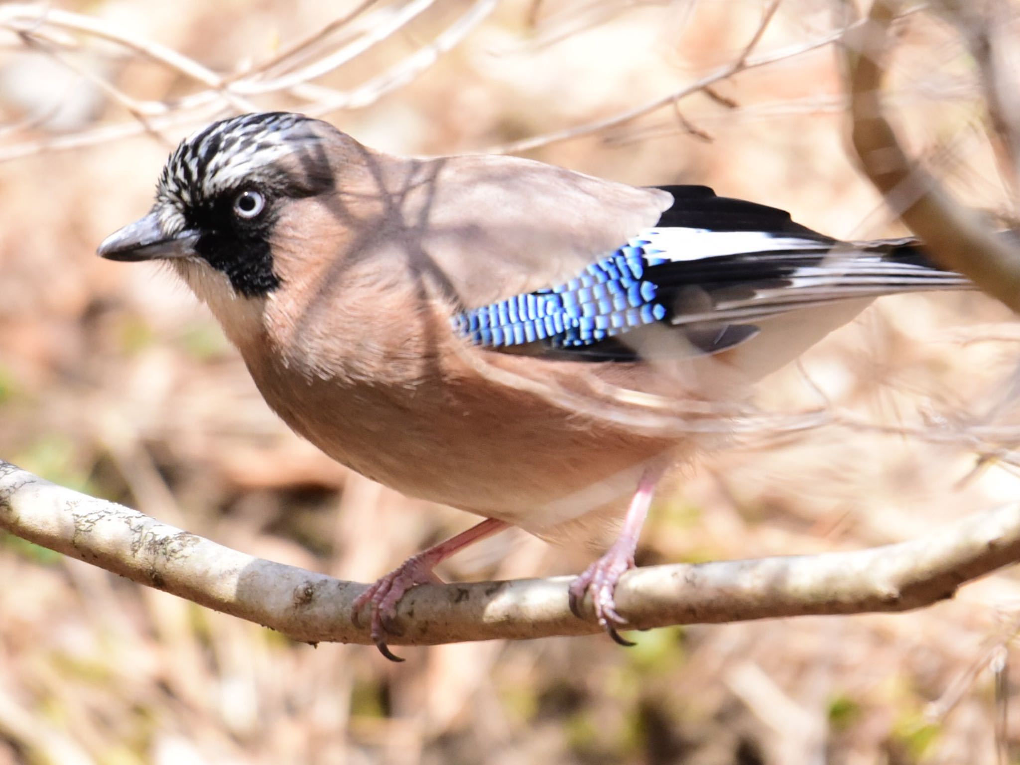 Photo of Eurasian Jay at Hinohara Tomin no mori by Mie1977