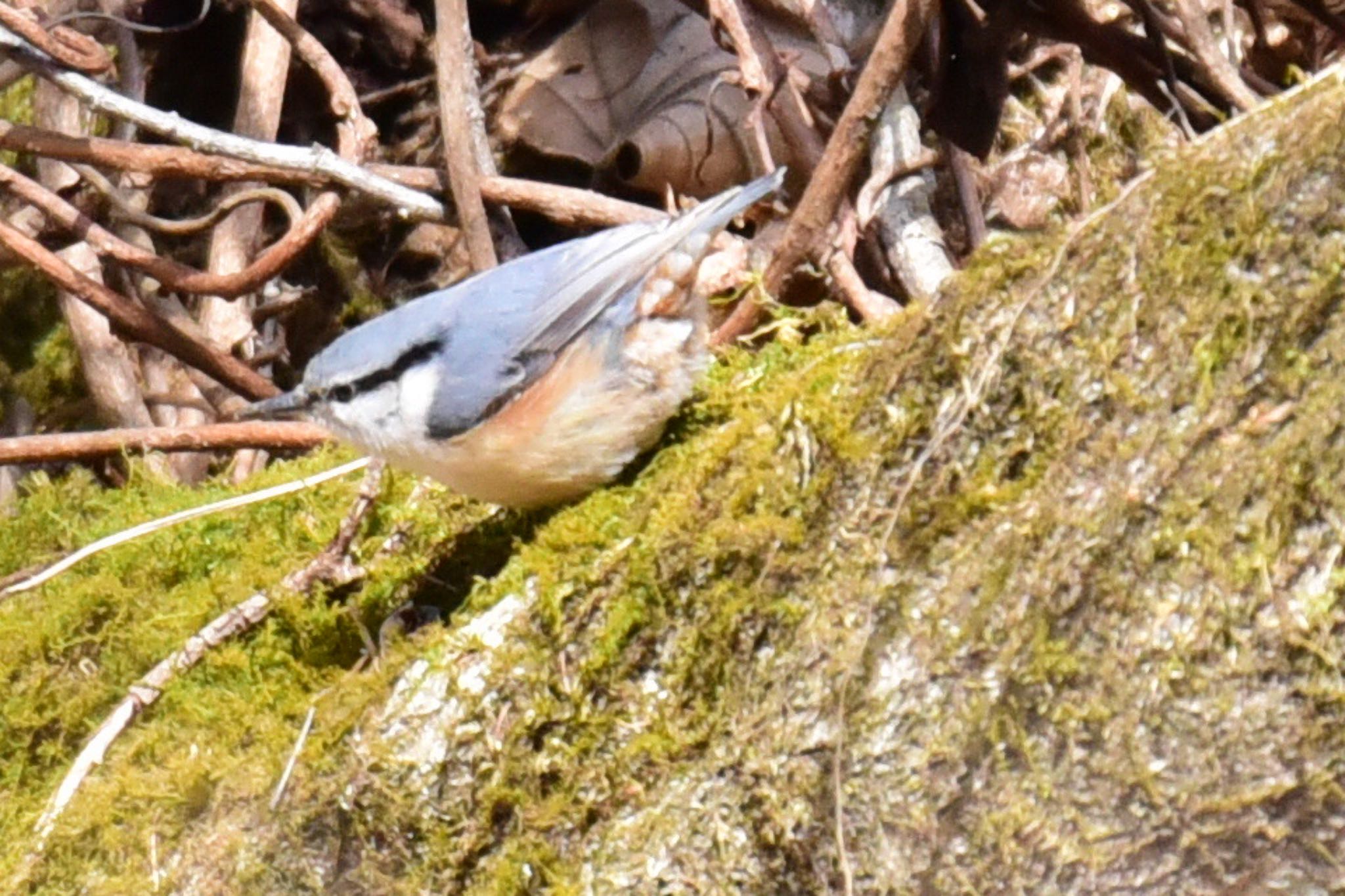 Photo of Eurasian Nuthatch at Hinohara Tomin no mori by Mie1977