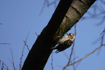 Japanese Pygmy Woodpecker Meiji Jingu(Meiji Shrine) Sat, 3/21/2020