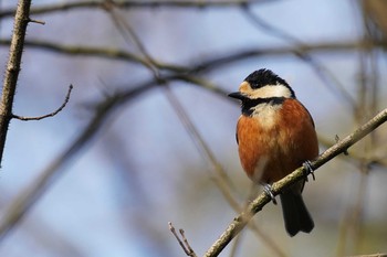 Varied Tit Meiji Jingu(Meiji Shrine) Sat, 3/21/2020