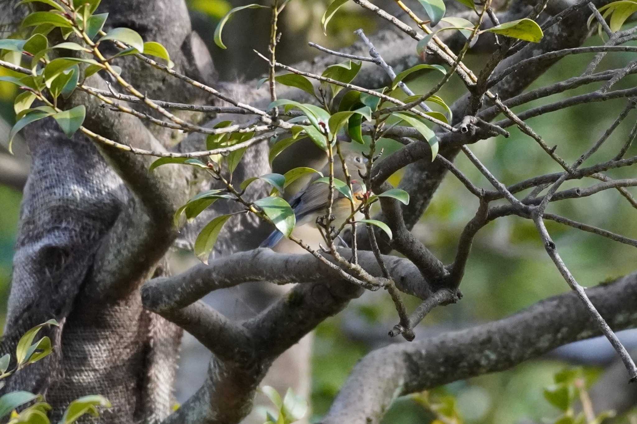 Photo of Red-flanked Bluetail at Meiji Jingu(Meiji Shrine) by tori3