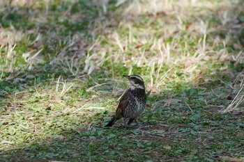 Dusky Thrush Meiji Jingu(Meiji Shrine) Sat, 3/21/2020