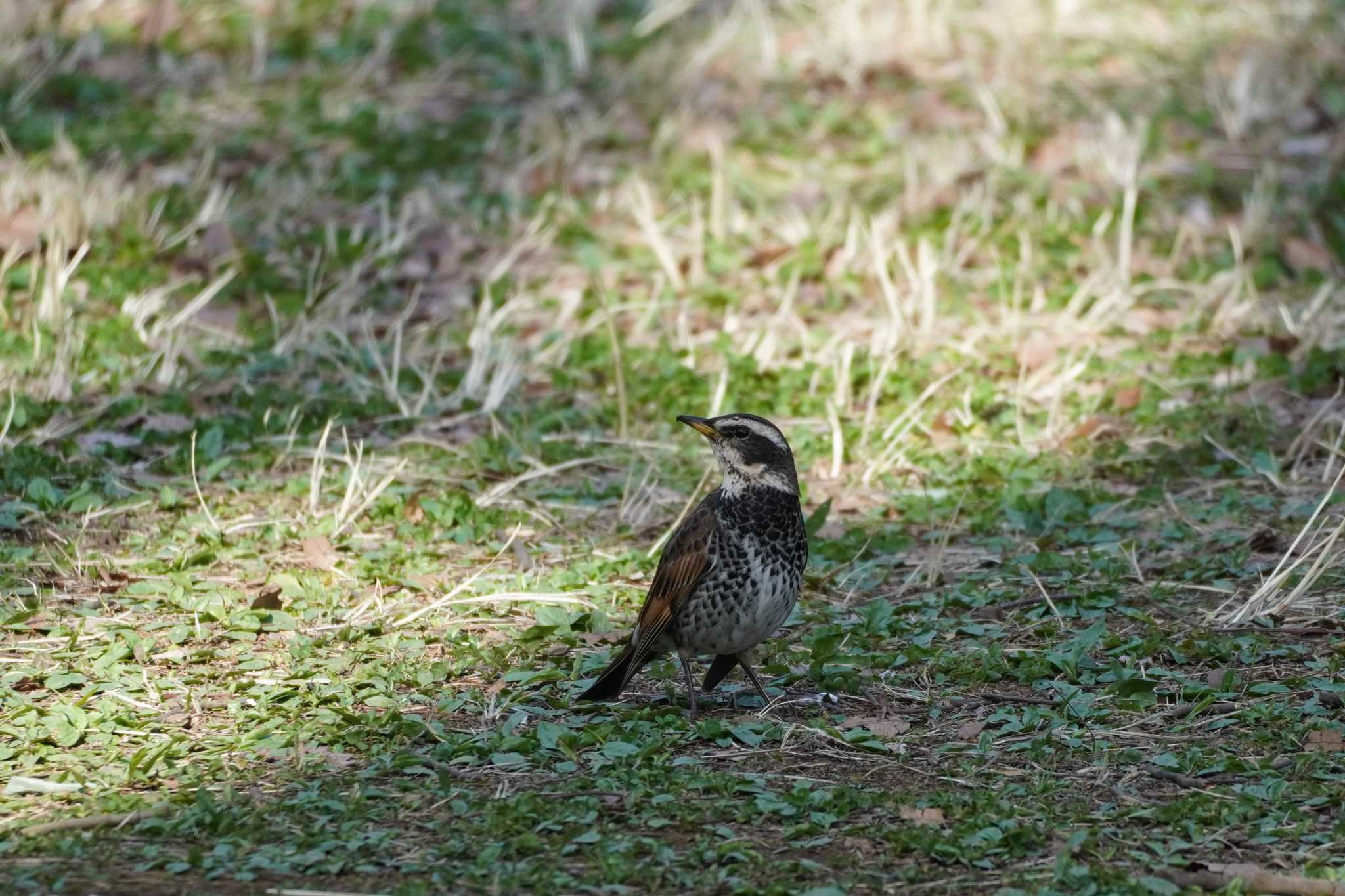 Photo of Dusky Thrush at Meiji Jingu(Meiji Shrine) by tori3