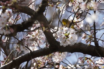 Warbling White-eye Meiji Jingu(Meiji Shrine) Sat, 3/21/2020