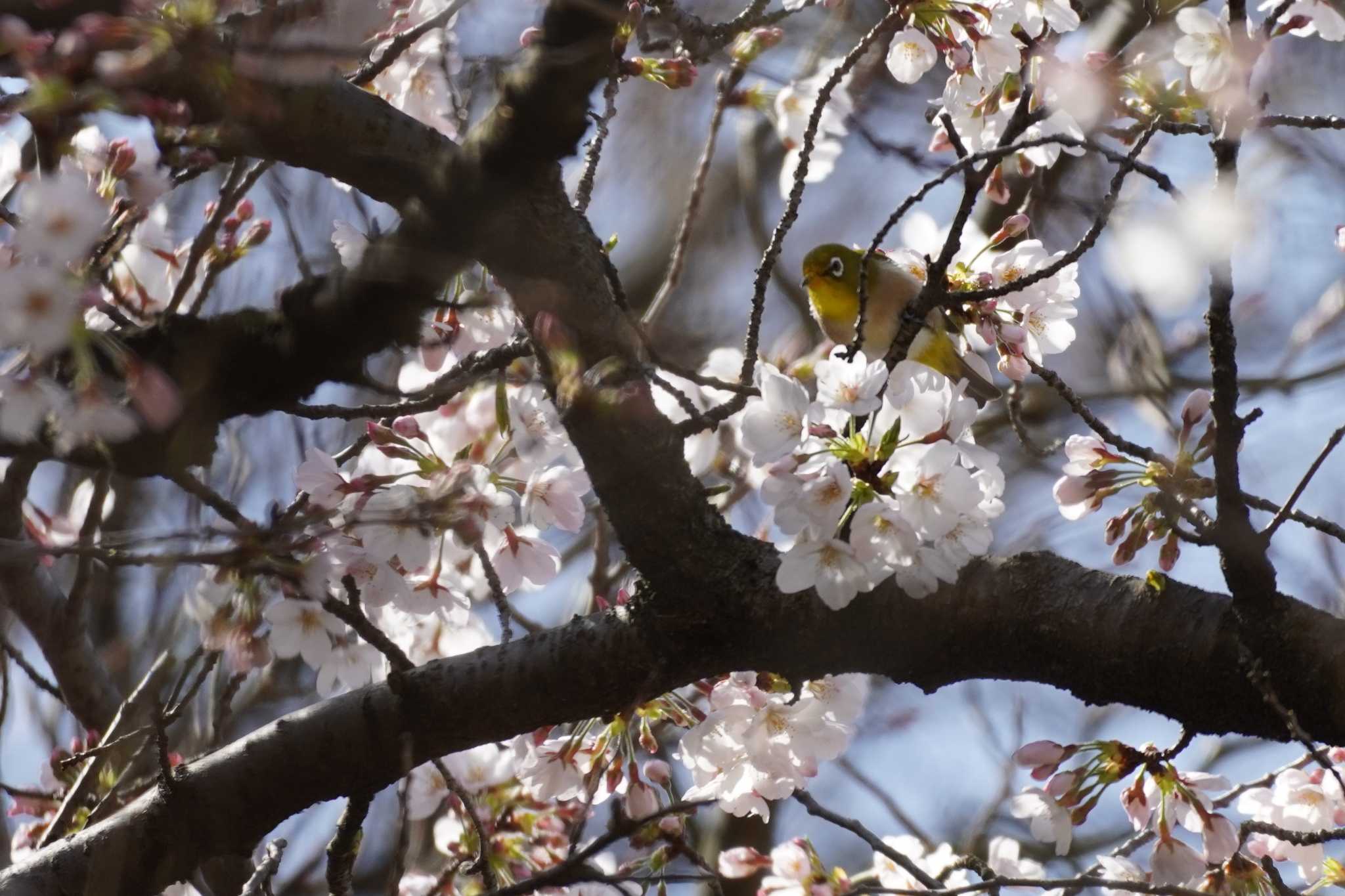 Photo of Warbling White-eye at Meiji Jingu(Meiji Shrine) by tori3