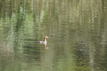 Little Grebe Meiji Jingu(Meiji Shrine) Sat, 3/21/2020